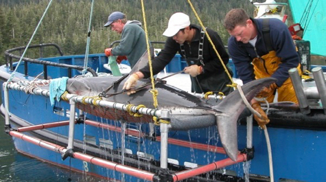 Shark tagging:
