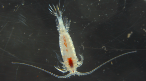 Zooplankton: