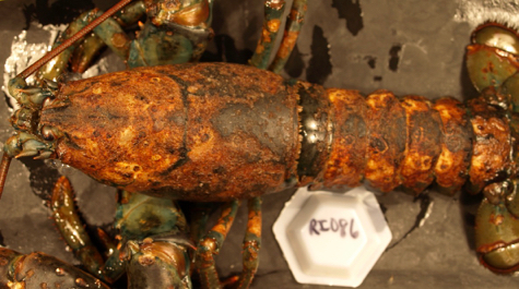 Diseased lobster: