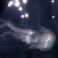 jellyfish-thumb.jpg
