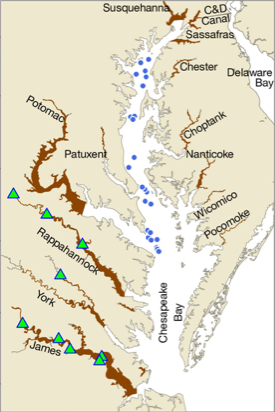 Stocking locations (green triangles) and current distribution (brown) of non-native blue catfish in the Chesapeake Bay. Blue dots show where blue catfish were collected from the Bay mainstem in 2018 and 2019. Blue catfish have not yet been recorded from the Delaware Bay.