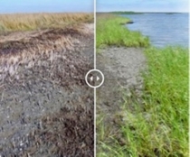 Photos of a heavily oiled salt marsh in Louisiana's Barataria Bay show drastic impacts on the plant community at nine months following the Deepwater Horizon oil spill, and incipient recovery led by marsh grasses at 24 months post-spill. Click for an interactive version.