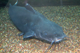 Catfish take their name from the sensory barbels that extend from around the mouth. (Photo by D. Malmquist/VIMS)