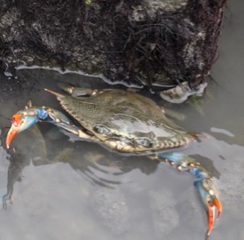 A VIMS study is looking at how ocean acidification might affect the predator-prey interaction between blue crabs and clams. (Photo by K. Rebenstorf)