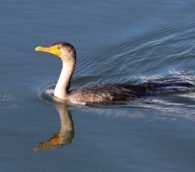Studies with cormorants reveal that increased turbidity may lower feeding success among these highly visual avian predators. (Photo by D. Malmquist)