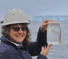 VIMS professor Deborah Steinberg with krill collected from the icy waters of the Southern Ocean. (Photo by P. Thibodeau/VIMS)