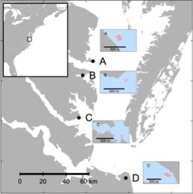 The team conducted the study within and adjacent to oyster farms at four sites in the lower Chesapeake Bay: Windmill Point (A), Bland Point (B), Monday Creek (C), and Broad Bay (D). (Image courtesy of J. Turner/VIMS)