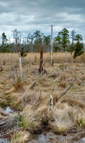 Once farmland, this area converted to forest, then marsh, as sea-level continued to rise. Northampton County, Virginia. (Photo by M. Kirwan)