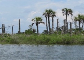 Sea-level rise can transform many different species of coastal trees into ghost forests, including palms. (Photo by Amy Langston)