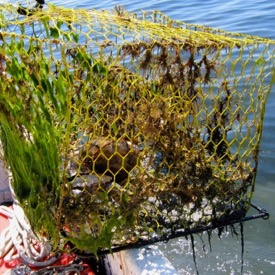 These four diamondback terrapins drowned after being trapped in a derelict crab pot. (Photo by D. Tulipani/VIMS)