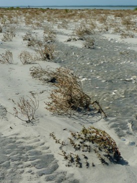 Natural sand dunes typically begin to grow as windblown sand accumulates in the lee of beach plants or wrack. (David Malmquist/VIMS)
