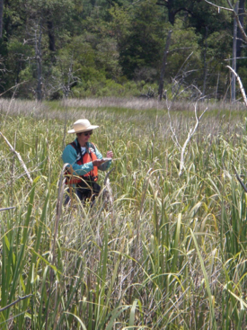 Julie Bradshaw of CCRM records plant types witin a tidal marsh as part of VIMS' Tidal Marsh Inventory. (CCRM/VIMS photo)