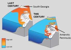 As Earth warms, the geographic range of Antarctic krill is projected to continue shrinking into shallower and more souther waters. (Graphic courtesy of the British Antarctic Survey)