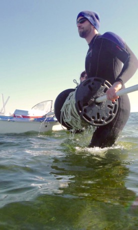 Lefcheck conducts fieldwork in the seagrass meadows of Virginia's Eastern Shore during his time as a graduate student at the Virginia Institute of Marine Science. (Photo by P. Richardson/VIMS)