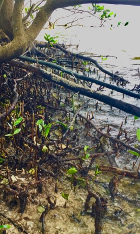 Mangrove roots provide the underwater structure important for a nursery habitat. (Photo by D. Malmquist/VIMS)