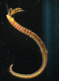 The polychaete worm Streblospio gynobranchiata, a bottom-dwelling resident of healthy Gulf Coast salt marshes, is similar to the polychaete S. benedicti pictured here. (Photo by D. Johnson/VIMS)