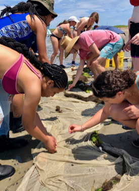 REU students examine the contents of a seine net during their visit to barrier islands of Virginia's Eastern Shore. (VIMS photo)