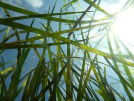 Reduction of nutrient inputs encourages the clear water that is key to seagrass survival. (Photo by E. Shields/VIMS)