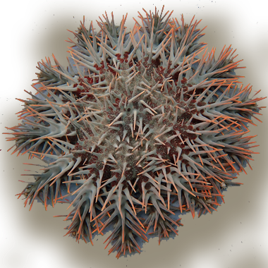 The crown-of-thorns starfish can grow to a meter in diameter. (Jonathan Allen lab photo)