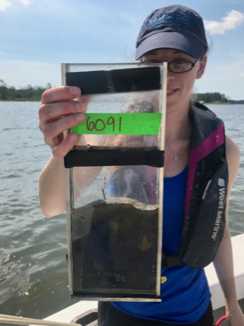 VIMS Ph.D. student Danielle Tarpley holds a sediment core collected from the oyster farm in Broad Bay of the Lynnhaven inlet. Well-oxygenated surface sediments like the light-colored top of this core were found at all oyster farms in this study. (Photo by J. Turner/VIMS)