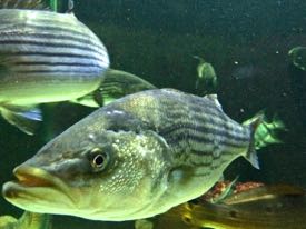 Low oxygen levels can force striped bass from the cool bottom waters they prefer. (Photo by D. Malmquist/VIMS)