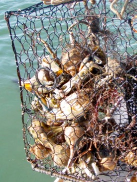 Student-developed app will help public remove derelict crab traps