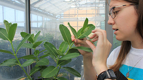 A student inspects a milkweed plant for cell-sucking thrips. 