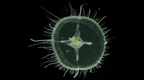 A specimen of Craspedacusta, or freshwater jellyfish, plucked from the pond at Crim Dell