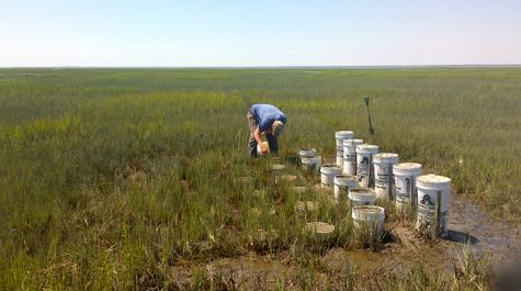 Matt Kirwan bends over to inspect something in a marsh near a row of buckets