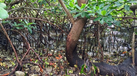 Mangrove habitat: