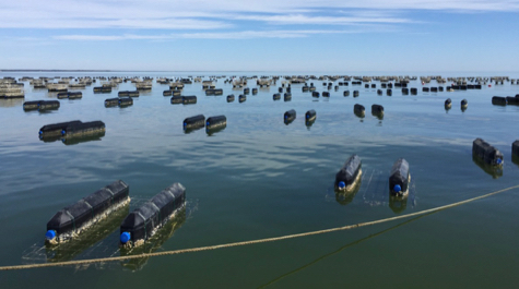Floating oyster cages