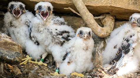 A hungry brood of young peregrine falcons wait for a parent to get back with some dinner. 