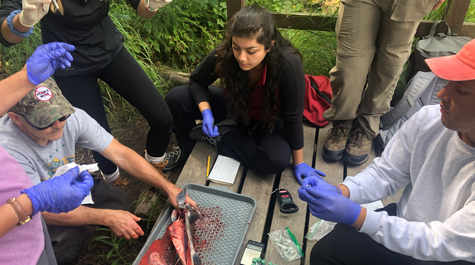 Students dissect and take samples from a spawned-out salmon 