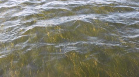 Eelgrass can be seen under the surface of water