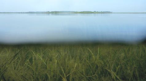 A view of the surface of a body of water and vegetation growing underneath