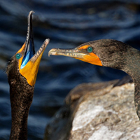 Two cormorants, one with its beak open