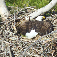 A bald eagle strikes an unusual “spread eagle” pose on a nest near Hopewell along the James River.