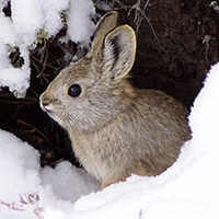 An endangered Columbia Basin Pygmy rabbit stands in the snow.