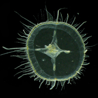 A specimen of freshwater jellyfish plucked from the pond at Crim Dell