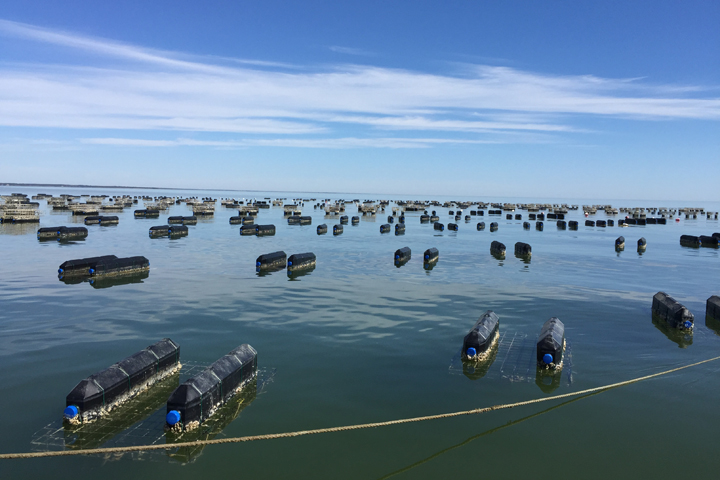 Study: Oyster aquaculture has small but positive impact on Bay water quality - William & Mary News