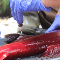  Students dissect and take samples from a spawned-out salmon