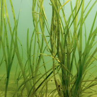 An underwater view of aquatic vegetation 