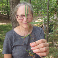 Martha Case holds a piece of stiltgrass