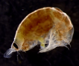 The vertically migrating amphipod Vibilia propinqua. (Photo by K. Stamieszkin/VIMS)