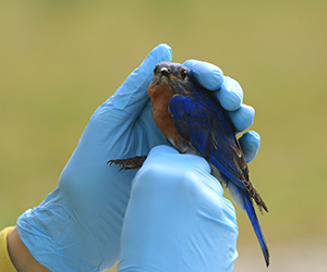 A bluebird perched on Heather Kenny's gloved hand (Photo by Stephen Salpukas)