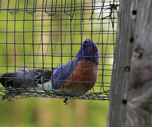 Decoy Dan is placed outside a nest box (Photo by Stephen Salpukas)