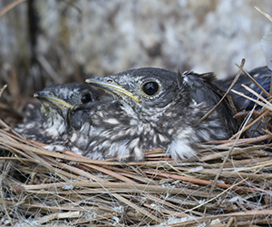 Bluebird chicks in a nest (Photo by Stephen Salpukas)
