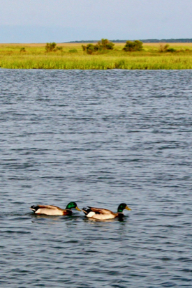 The coastal lagoons of Virginia’s seaside Eastern Shore provide important nursery and feeding habitat for a variety of wildlife. (Photo by D. Malmquist/VIMS)