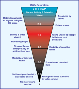 Low oxygen levels impact marine organisms and communities. Select for a larger version.