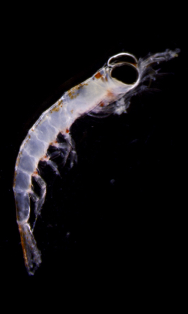 The vertically migrating euphausiid Thysanoessa inspinata. (Photo by K. Stamieszkin/VIMS)